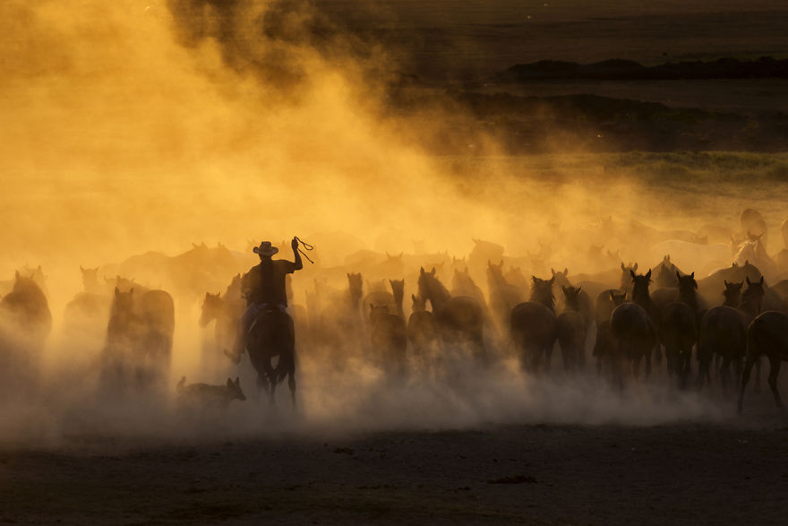 Wild Horses Of Cappadocia