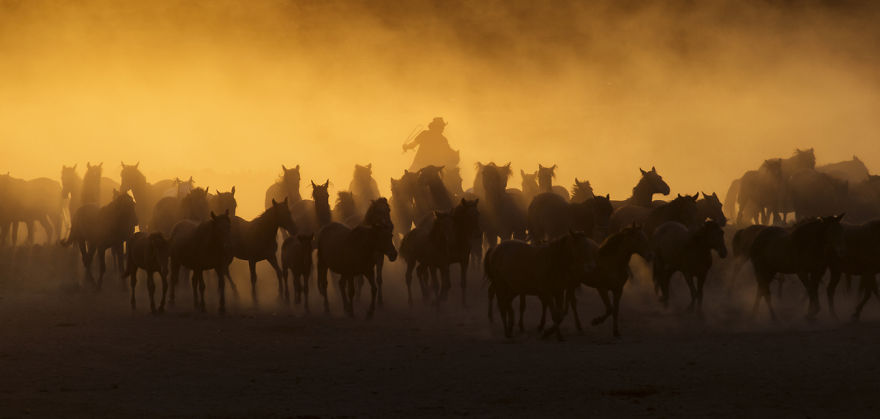 Wild Horses Of Cappadocia