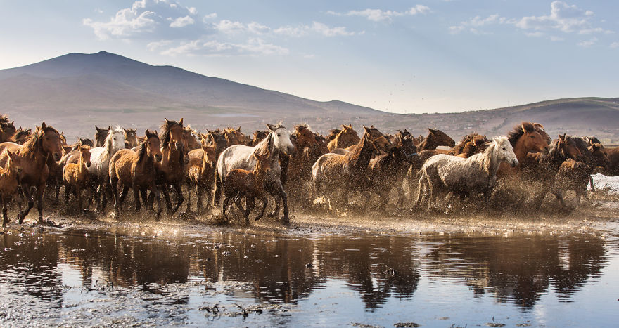 Wild Horses Of Cappadocia Wild Horses Of Cappadocia