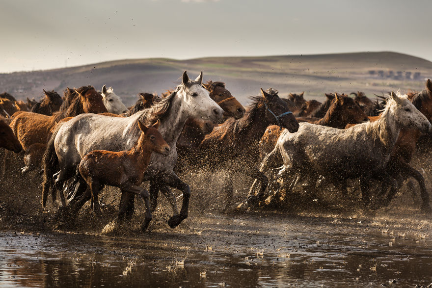 Wild Horses Of Cappadocia Wild Horses Of Cappadocia