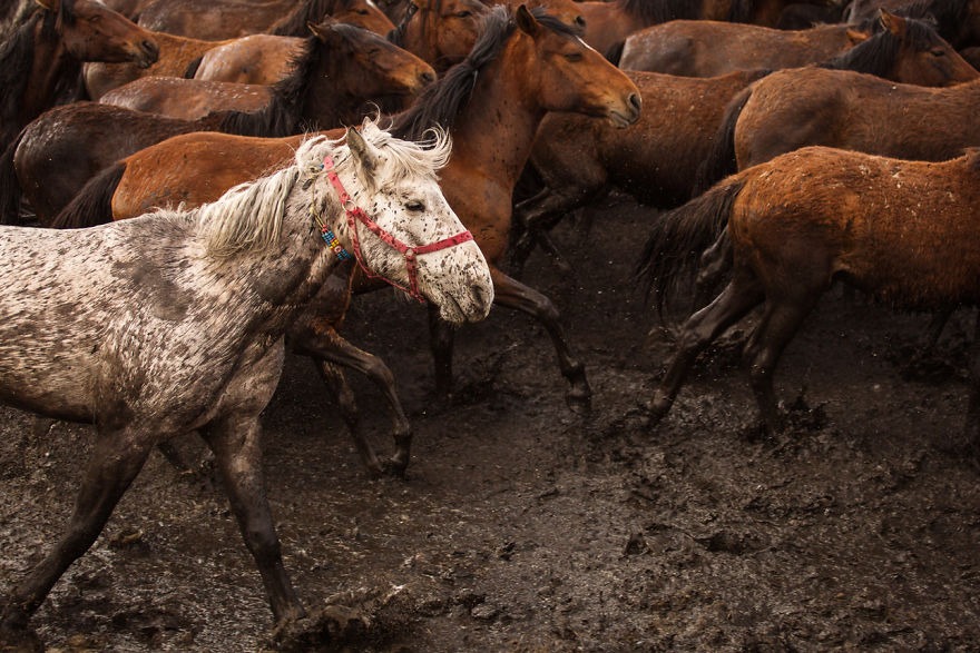 Wild Horses Of Cappadocia Wild Horses Of Cappadocia