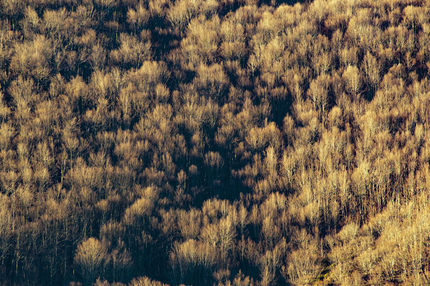 I Shot The Tree Beings I Shot The Tree Beings