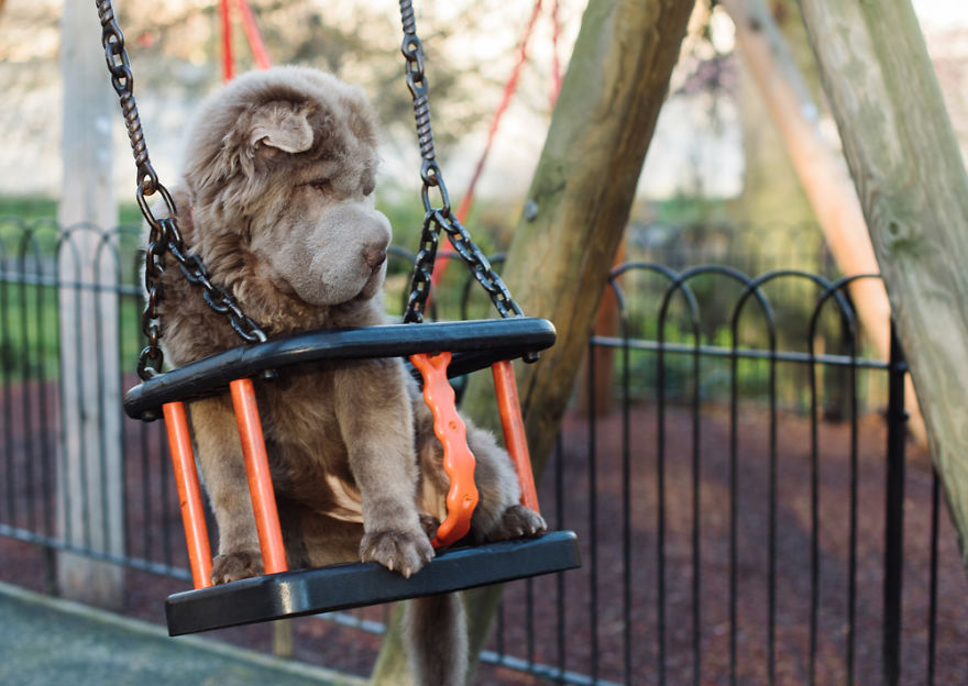 Londoner Bear Cub Looking For Adventures Londoner Bear Cub Looking For Adventures
