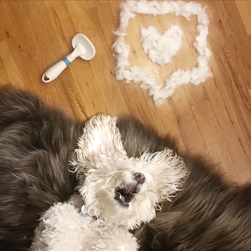 Our Dog Leo Loves Grooming And We Love Making Art From His Hair