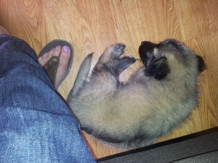 Pasha, My Sky Terrier At 3 Months Old... I Am Still In Love With Him