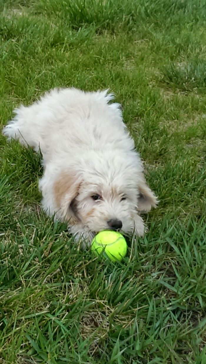 "Precious... My Precioussssss!! " My 11 Week-Old Doodle Discovering His Life's Passion.