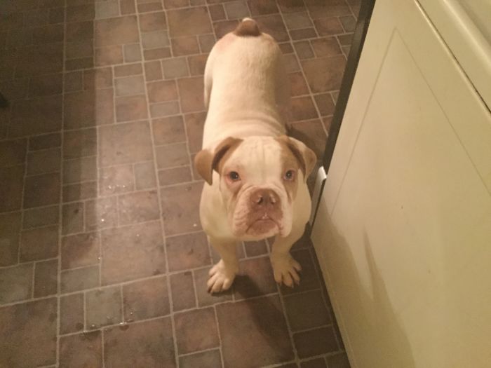 Olde English Bulldogge, Less Than A Year Old, Simba