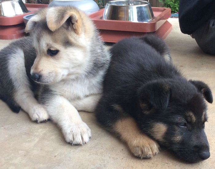 My Gerberian Shepskies! (Maru Is The Dark One, Magic Is The Light One)