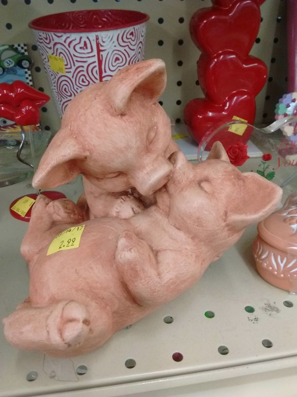 Pigs Doing CPR Or Maybe Making Out