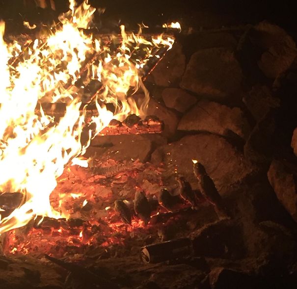 A Pallet Burned In Such A Way That It Looks Like Different Birds Sitting Next To Each Other And Enjoying The Fire