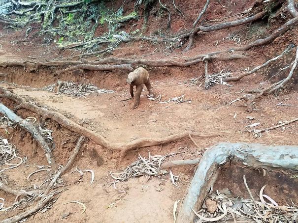 This Root Looks Like A Small Monkey