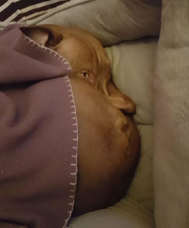 My Friends Cuddling Dog Looks Like A Giant Furry Face