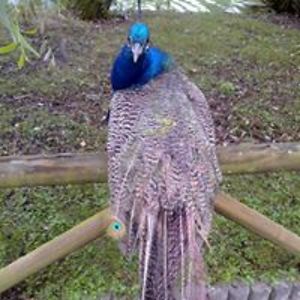 juanma_bellon avatar