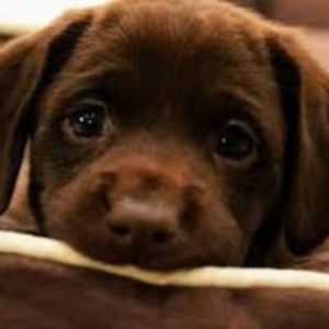 elizabethhagel avatar