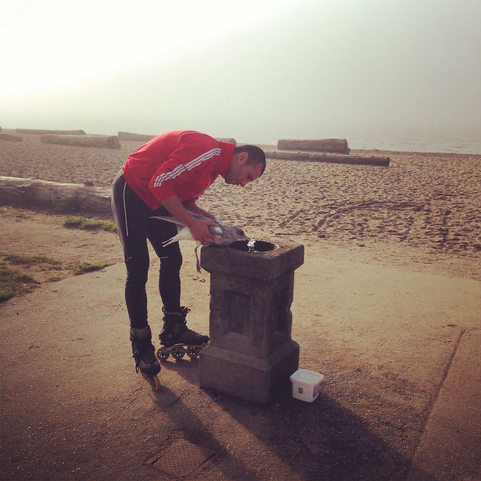 Helping An Injured Seagull Get A Drink