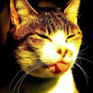 pohonpinangdibawaaur avatar