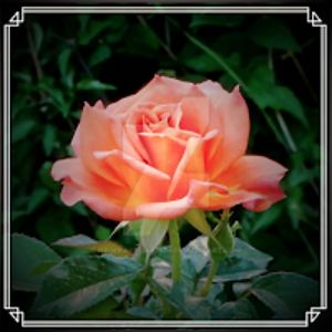 tiffinymichelle avatar