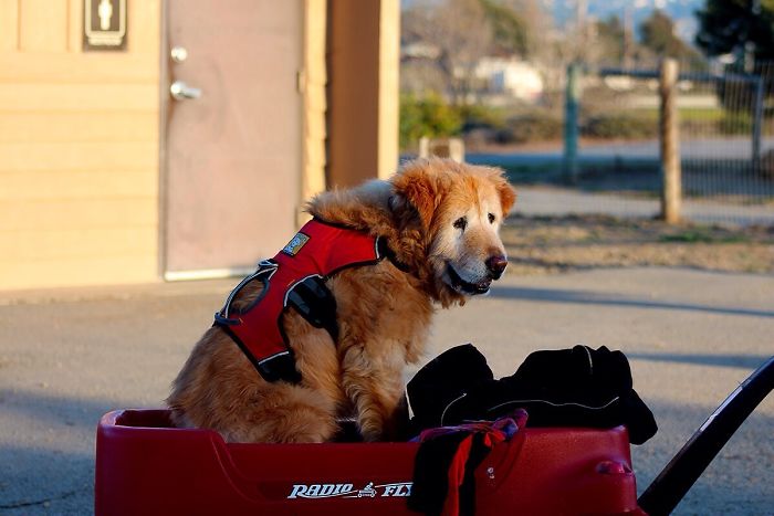 Met This 19-Year-Old Senior The Other Day, He Still Loves Walks So Now He Has A Little Wagon