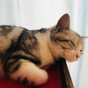 kbchenchenuestc avatar