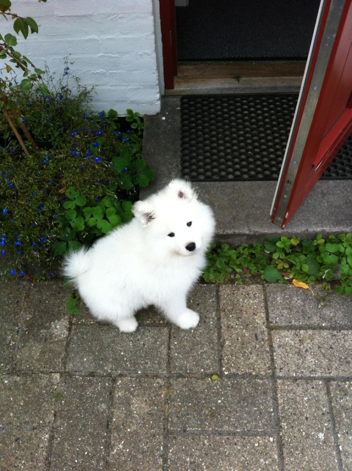 Samoyed Puppy