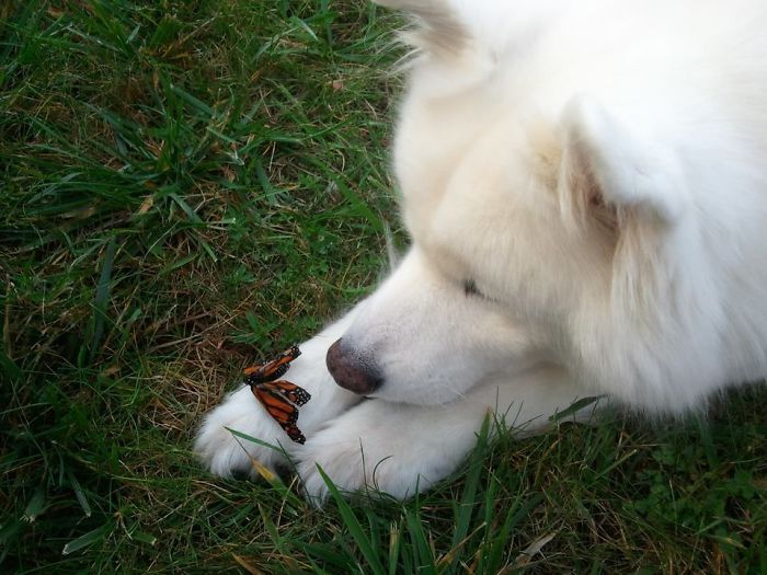 A Picture My Mom Took Of Our Samoyed. His Name Is Bear And He's Just A Gentle Giant