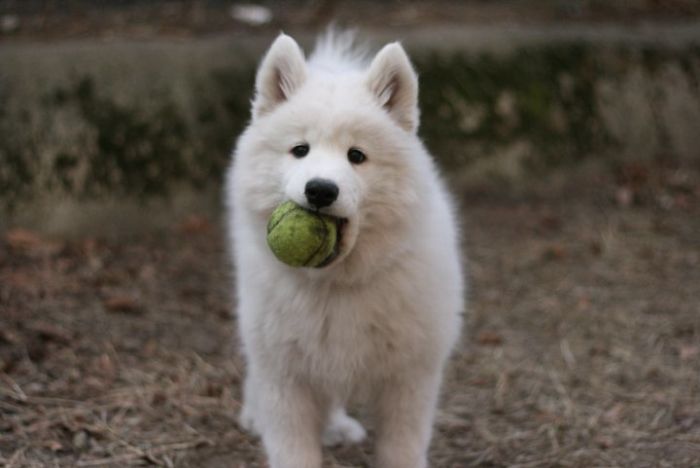 My Samoyed When She Was Just A Pup