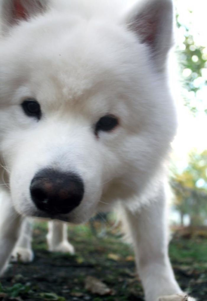 For My Cake Day, I Present You My Favorite Picture I've Taken Of My Samoyed