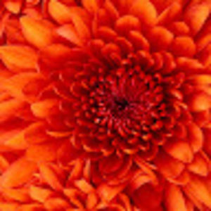 johannacooney_1 avatar