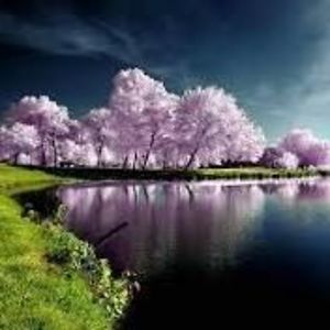 morcreations2 avatar