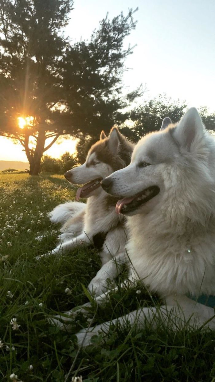 Best Picture I've Ever Taken Of My Dogs