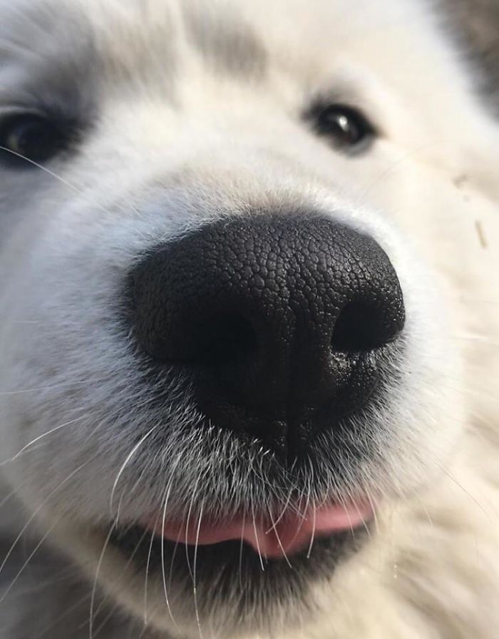 Close Up Samoyed Blop