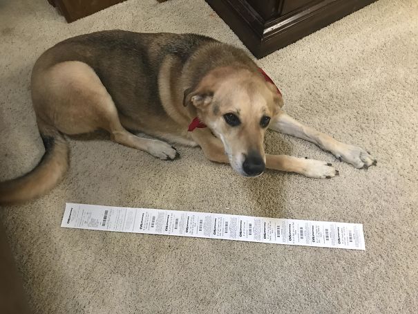 My Receipt For Buying One Bottle Of Vegetable Oil At CVS (100 Lb Dog For Scale)
