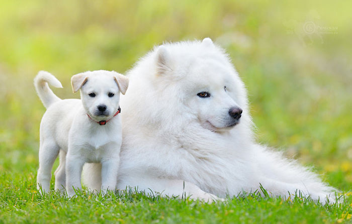 Samoyed Dog And White Puppy