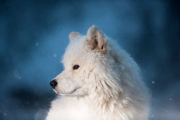 Samoyed
