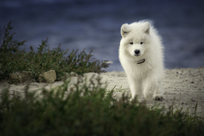 Samoyed