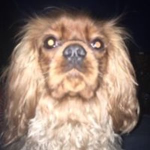 astrowillis345 avatar