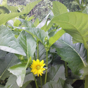 jessikakarlsson avatar