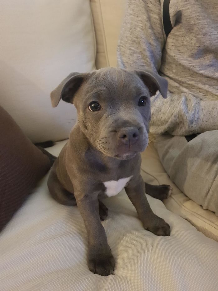 My Mum Is Living On Her Own For The First Time. She Got Herself A Puppy For Company. Meet Lola!