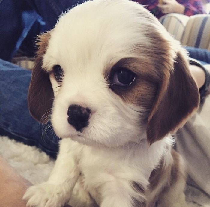My Cavalier King Charles Spaniel Puppy. 3-Weeks-Old And The Cutest Little Guy Ever!