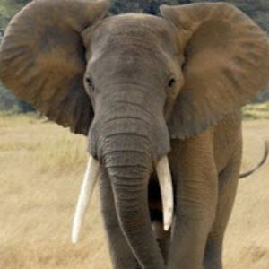 minecraftpopstar avatar