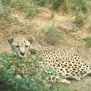 jackienettleton avatar