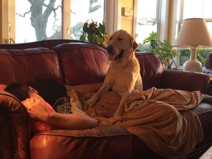 My Brother Was Sick Today And Our Dog Didn't Leave His Side