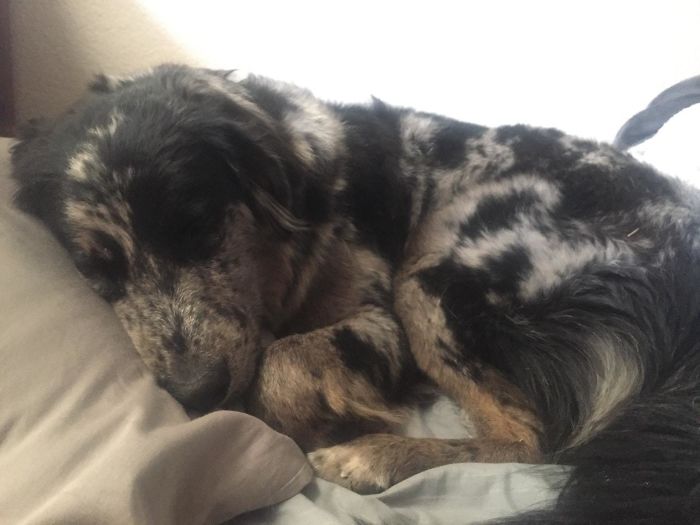 Usually I Come Home During Lunch And Take Her To The Pup Park. I Was Sick This Week And Instead She Joined Me For Nap Time