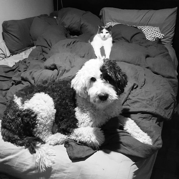 My Sick Girlfriend Is Under This Pile Somewhere