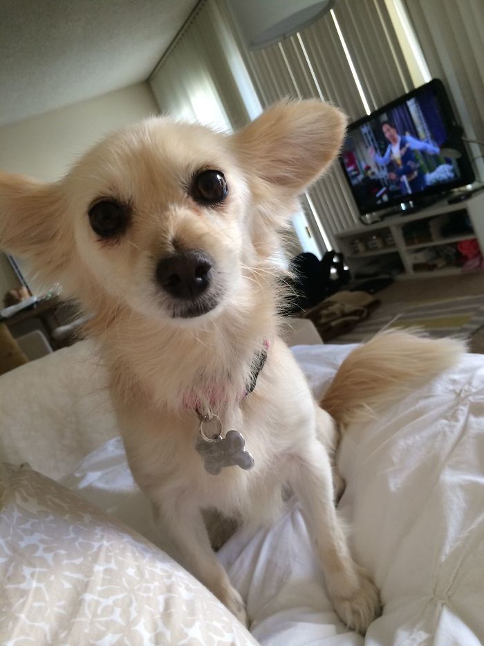 Sick In Bed Today. She's Been Staring At Me All Morning