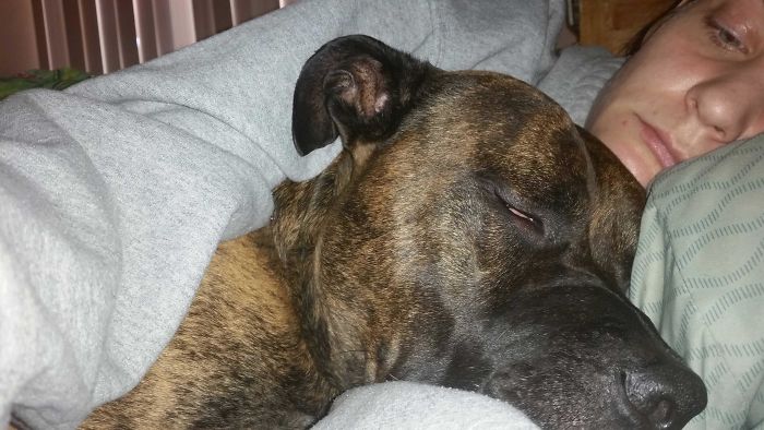 At Home Sick With A Kidney Infection. He Never Leaves My Side. Wouldn't Even Eat His Breakfast. I Want You To Meet My Best Friend In The Whole World - Jack Daniels