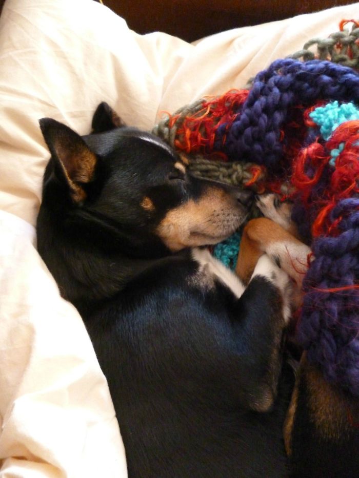 When I Was Sick For A Few Months, He Wouldn't Leave My Side. It Helped A Lot