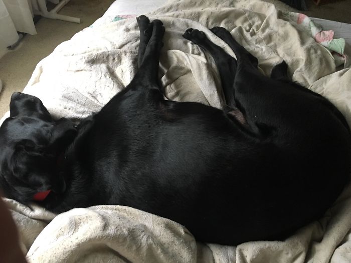 My Dog Loves Me. I Was Sick For A Week In Bed, Coughing, Sneezing, Fever, Etc. Aside From Going Outside To Do Her Business, My Dog, Widget, Stayed In Bed With Me The Whole Week. She Loves Me So Much. When I Would Cough, She Would Nuzzle Me, Lick Me And Whimper. The Best Dog A Human Can Have