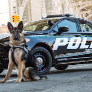 germanmascorro avatar