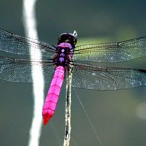 beverley_louie avatar